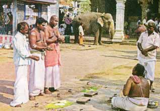 அம்மா மண்டபமும் அரச மரங்களும்!