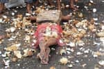 முதுகில் அம்மிக்கல் வைத்து 508 தேங்காய் உடைத்து நேர்த்திக்கடன்!
