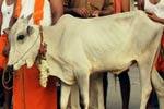 பழநியில் காணிக்கை மாடு வாங்க மறுப்பு: காத்திருந்து சாதித்த பக்தர்!