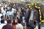 முதுமலையில் கஜமேளா : அலங்காரத்துடன் 37 யானைகள் பங்கேற்பு!