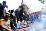 யானைக்கு பொங்கல் விழா : பார்வையாளர்கள் வியப்பு!