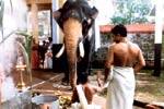 கேரளா சிவன் கோவிலில் நிஜ யானையை வைத்து கணபதி ஹோமம்!