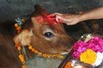 காவிரி புனிதத்தை காக்க முசிறியில் 108 கோ பூஜை!