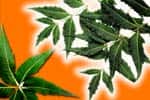 வேம்பு எவ்வாறு தோன்றியது தெரியுமா?