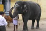 திருக்கடையூரில் அபிராமிக்கு உடல்நிலை பாதிப்பு: பக்தர்கள் கவலை!