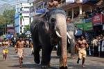குருவாயூர் யானைகள் ஓட்டம் நிகழ்ச்சி தேவஸ்தானம் கட்டுப்பாடு!
