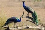 பழநியில் குறைந்து வரும் மயில்கள்!