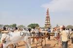 தேர் இழுக்கும் காளை மாடுகள்: ஓசூர் அருகே வினோத திருவிழா!