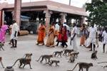 பழநி மலைக்கோயிலில் குரங்குகளால் பக்தர்கள் அவதி!