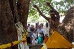 காரைக்காலில் மரங்களுக்கு திருமணம் செய்து வழிபாடு!