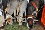 ஐந்து கால்களை கொண்ட கன்று குட்டிகள்: பொதுமக்கள் வழிபாடு!