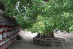 அரசமரத்தை ஆண்கள் சுற்றலாமா?