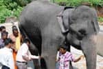 சுகவனேஸ்வரர் கோவில் யானைக்கு தீவிர சிகிச்சை!