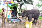 முதுமலையில் விநாயகர் சதுர்த்தி: எட்டு யானைகள் மட்டுமே பங்கேற்பு!