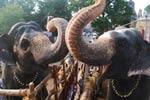 தமிழக கோவில் யானைகள் அவிநாசியில் ஓய்வு!