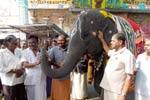 புத்துணர்ச்சி முகாமில் திருநள்ளார் கோவில் யானை!