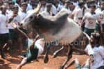 ஆக்ரோஷமாய் அலங்காநல்லூர் ஜல்லிக்கட்டு: முதல் முறையாக