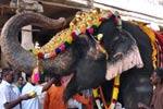 புத்துணர்வு முகாமில் பங்கேற்று மெலிந்து விட்ட பழநி யானை கஸ்தூரி!