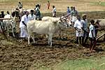 திருப்பரங்குன்றத்தில் ஏர் பூட்டுதல் விழா!