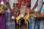 மழைவேண்டி...கழுதைகளுக்கு திருமணம்: மழை பெய்ததால் மகிழ்ச்சி!