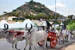 பழநியில் அக்னி நட்சத்திர விழா: 300 மாட்டுவண்டிகளில் பக்தர்கள்!