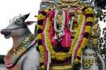 சிவலோகநாதர் கோவிலில் விதைத் தெளி உற்சவம்!