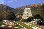 திருமலை பிரம்மோற்சவம்: 252 கூடுதல் பஸ்கள்!