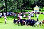 அம்மன் ஜாத்திரை திருவிழா: சிறப்பு ஆட்டு சந்தை!