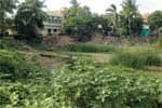 பராமரிப்பற்ற கோவில் குளம்: ஆக்கிரமிப்பால் சுருங்கியது!