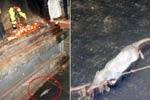 விநாயகரை 6 மணிநேரம் வலம் வந்த மூஞ்சூறு!