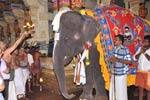 ராமேஸ்வரம் கோயில் யானை: புத்துணர்வு முகாமிற்கு பயணம்!