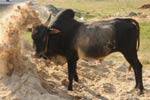 தெய்வ வழிபாட்டின் வெளிப்பாடு தான் ஜல்லிக்கட்டு: உருக்கம்!