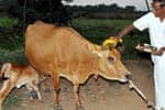 மாட்டுப்பொங்கல் மாலை நேரத்தில் வைப்பது ஏன்?