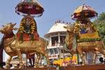 தங்க ரிஷப வாகனத்தில் ராமநாதசுவாமி உலா !