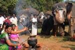 யானை நலவாழ்வு முகாமில் பொங்கல் விழா கோலாகலம்!