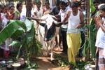 சிங்கிலிப்பட்டி கிராமத்தில் 3 தலைமுறைக்கு பின் பொங்கல் உற்சாக கொண்டாட்டம்!