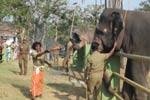 முதுமலை, டாப்சிலிப்பில் யானைப்பொங்கல்