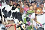 புதுச்சேரி கோமாதா கோவிலில் சிறப்பு வழிபாடு