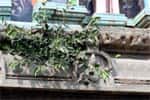 ஈஸ்வரன் கோவில் கோபுரத்தில் வளரும் ஆலஞ்செடி!