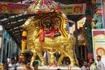 தங்க ரிஷப வாகனத்தில் தர்பாரண்யேஸ்வர் வீதி உலா!