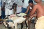 நள்ளிரவில் 89 ஆடுகளை வெட்டி நேர்த்திக்கடன்!