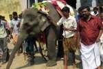 திருக்கடையூர் கோயிலுக்கு புதிய யானை: மங்கல வாத்தியம் முழங்க வரவேற்பு!