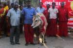 பங்காரு அடிகளார் பவள விழா: ஏழைகளுக்கு பசு மாடு வழங்கல்!