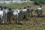 திருப்பரங்குன்றத்தில் நான்கு ஏர் பூட்டுதல் விழா