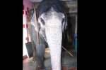 பாகனை விரட்டிய திருப்புத்தூர் கோயில் யானை!