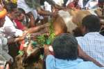 பூனையை மூடி புதைத்து எருது விடும் விழா: வினோத வழிபாடு!