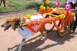 மாரியம்மன் கோயிலில் மாவிளக்கு நேர்த்திக்கடன் செலுத்திய நாய்!
