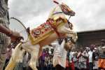 குருநாத ஸ்வாமி கோவில் தேர்த்திருவிழா: குதிரை - மாடுகள் சந்தை துவங்கியது!