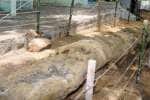 பெரம்பலுார் அருகே ஓர் அதிசயம்: புவியியல் படிமமாக சாத்தனுார் கல் மரம்!