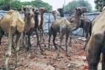 பக்ரீத்தை முன்னிட்டு சென்னை வந்தன ஒட்டகங்கள்!